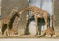 GbrLon198104-41.jpg