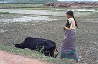 IND-197x-728.jpg