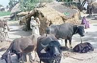 IND-197x-738.jpg