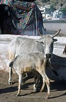 IND-197x-777.jpg