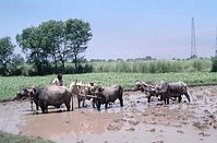 IND-Amritsar-1974-100.jpg