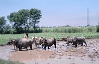 IND-Amritsar-1974-100~0.jpg