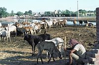 Dateiname=IND-Amritsar-1974-107.jpg
Dateigröße=156KB
Abmessungen: 600x393
hinzugefügt am: 30. Januar 2011 IND-Amritsar-1974-107.jpg