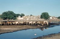 Dateiname=IND-Amritsar-1974-109.jpg
Dateigröße=129KB
Abmessungen: 600x394
hinzugefügt am: 30. Januar 2011 IND-Amritsar-1974-109.jpg