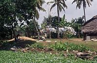 IND-Backwaters-197x-057.jpg
