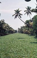 IND-Backwaters-197x-061.jpg