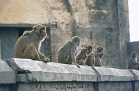 Dateiname=IND-Benares-1974-140.jpg
Dateigröße=43KB
Abmessungen: 600x393
hinzugefügt am: 13. November 2010 IND-Benares-1974-140.jpg