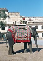 IND-Jaipur-197x-781.jpg