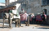 IND-Jaipur-197x-782.jpg