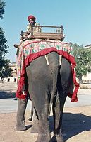 IND-Jaipur-197x-783.jpg