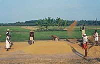 IND-Kattajam-197x-451.jpg