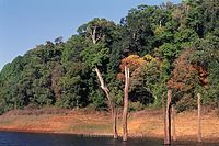 IND-Kattajam-197x-456.jpg