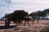 Ind1982-088.jpg