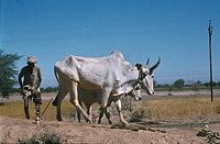 Ind1982-182.jpg