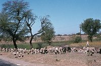 Ind1982-186.jpg