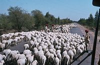 Ind1982-190.jpg