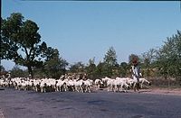 Ind1982-195.jpg