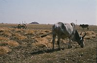Ind1982-285.jpg