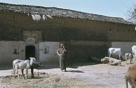 Ind1982-289.jpg