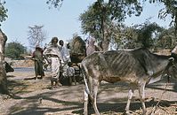 Ind1982-291.jpg