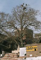 Dateiname=Ind1982-357.jpg
Dateigröße=151KB
Abmessungen: 410x600
hinzugefügt am: 26. Januar 2011 Ind1982-357.jpg