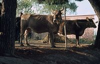 ItaLiImp1964-076.jpg
