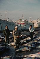 JPN-Fischmarkt-1970-105.jpg
