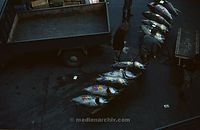 JPN-Fischmarkt-1970-136.jpg