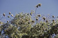 Dateiname=Kenia1986-502~0.jpg
Dateigröße=84KB
Abmessungen: 600x392
hinzugefügt am: 25. Oktober 2012 Kenia1986-502~0.jpg