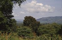 Dateiname=Kenia1986-504~0.jpg
Dateigröße=71KB
Abmessungen: 600x392
hinzugefügt am: 25. Oktober 2012 Kenia1986-504~0.jpg