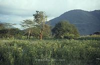 Dateiname=Kenia1986-507~0.jpg
Dateigröße=69KB
Abmessungen: 600x390
hinzugefügt am: 25. Oktober 2012 Kenia1986-507~0.jpg