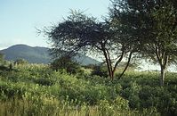 Dateiname=Kenia1986-508~0.jpg
Dateigröße=89KB
Abmessungen: 600x392
hinzugefügt am: 25. Oktober 2012 Kenia1986-508~0.jpg