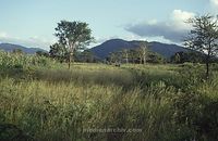 Dateiname=Kenia1986-509~0.jpg
Dateigröße=72KB
Abmessungen: 600x390
hinzugefügt am: 25. Oktober 2012 Kenia1986-509~0.jpg
