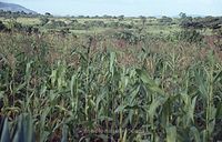 Dateiname=Kenia1986-510~0.jpg
Dateigröße=80KB
Abmessungen: 600x384
hinzugefügt am: 25. Oktober 2012 Kenia1986-510~0.jpg