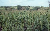 Dateiname=Kenia1986-511~0.jpg
Dateigröße=77KB
Abmessungen: 600x377
hinzugefügt am: 25. Oktober 2012 Kenia1986-511~0.jpg