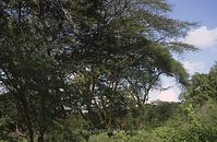 Dateiname=Kenia1991-076~0.jpg
Dateigröße=89KB
Abmessungen: 600x392
hinzugefügt am: 25. Oktober 2012 Kenia1991-076~0.jpg