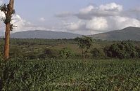 Dateiname=Kenia1991-081~0.jpg
Dateigröße=70KB
Abmessungen: 600x392
hinzugefügt am: 25. Oktober 2012 Kenia1991-081~0.jpg