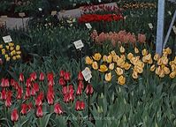 NdL---1974-84.jpg
