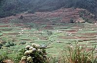 PRT-Madeira-1968-ha-09.jpg