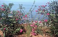PRT-Madeira-1968-ha-11.jpg