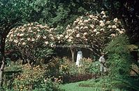 PRT-Madeira-1968-ha-23.jpg