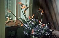 PRT-Madeira-1968-ha-33.jpg