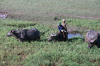 THA-Bangkok-1976-Ha-15.jpg