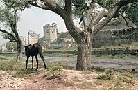 TUR-1961-Ha-31.jpg