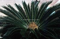 USA-Hawai-1966-Ha-41.jpg