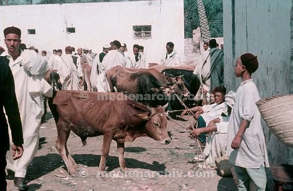 1967. Afrika. Libyen - Africa. Libya - Rindermarkt