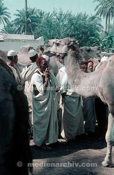 1967. Afrika. Libyen - Africa. Libya - Giuma. Kamele