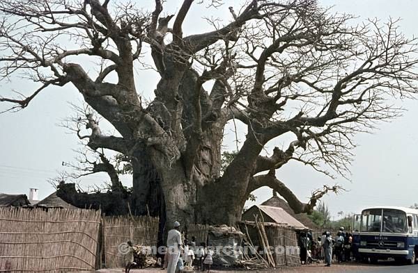 1969. Afrika. Senegal. Kayar. Affenbrotbaum.