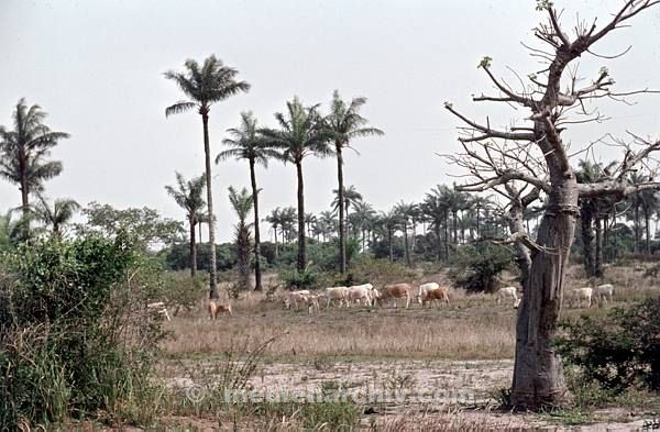 1969. Afrika. Senegal. Kayar. Steppenlandschaft. Rinderherde. Viehwirtschaft