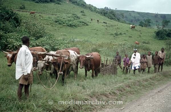 1975. Südafrika. Ochsengespann.